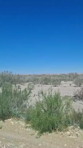 The video shows a wide shot of a desert landscape under a clear blue sky. In the foreground, there is a dirt path with some small rocks and green shrubs. The middle ground consists of dry, sandy terrain with sparse vegetation, including several small, leafless trees and patches of low-lying green plants. The background shows a horizon line of more distant vegetation, also appearing sparse and dry. The overall impression is of a vast, arid environment. The camera is panning slowly to the right. There are no people or animals visible.