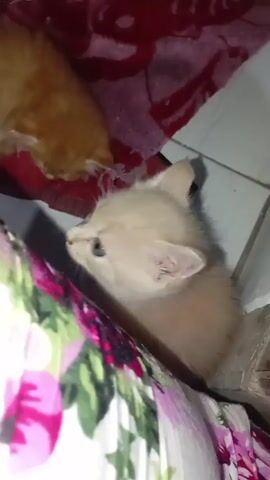 Here's a concise description of the video:

The video shows two small kittens indoors on a tile floor near patterned blankets and towels. One kitten is a light orange color, and the other is an even lighter, almost white, color with striking blue eyes.  The lighter kitten is moving around while the other stays still on the red towel. The camera focuses on the lighter kitten, highlighting its features.