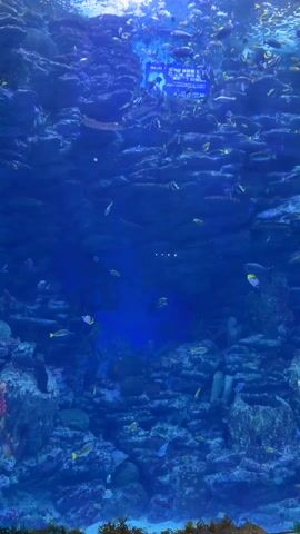 The video shows a large aquarium filled with diverse fish swimming among rocky formations. The water is a deep blue, with sunlight filtering from the surface. At the top of the tank, a sign with text in Korean is visible. The fish vary in size and color, and they move freely throughout the tank, creating a dynamic underwater scene. The overall impression is of a vibrant and thriving aquatic ecosystem.