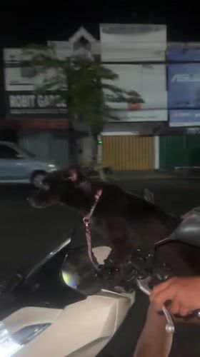 Black dog rides shotgun on a scooter through Denpasar