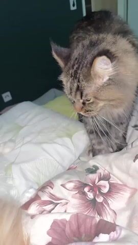This media file features two cats on a bed. The setting appears to be indoors, possibly a bedroom, with a dark green wall in the background. The bed is covered with floral-patterned sheets and a duvet with a delicate green leaf design. One cat, a tabby, is in the foreground, looking down with its head tilted. The other cat, a fluffy orange and white long-haired breed, is mostly visible from the side, lounging on the bed with its head turned to the left. The lighting suggests it might be nighttime or the room is dimly lit. The overall mood is calm and domestic, showing the cats relaxing together. There is no visible text in the media. The location context provided is Kassel, Germany.