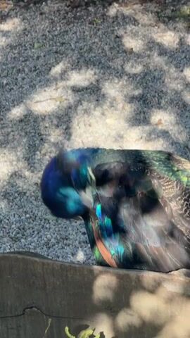 A peacock is shown resting on a wooden ledge. Its head is turned to the left, and its body is mostly covered by its feathers. The peacock has bright blue and green iridescent feathers. The ground behind the peacock is covered in small, light-colored pebbles, and there are shadows from trees visible on the ground.