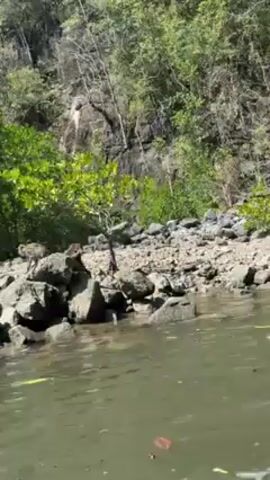 The video shows a rocky shoreline on a body of water, likely a river or lake. Several monkeys are visible on the rocks. The surrounding environment includes lush green vegetation and a cliff face. The camera appears to be moving on a boat or other floating device, as the water in the foreground is rippling. The overall scene suggests a natural environment with wildlife.