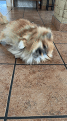 Pomeranian dog rests on tile floor in Cuautla