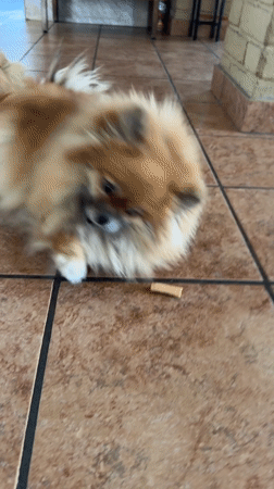 Pomeranian dog rests on tile floor in Cuautla