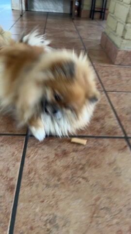 A small, fluffy, tan-colored dog lies on a brown tiled floor. The dog is on its back, legs in the air, with a small, light brown object in its mouth, appearing to chew on it. The background shows furniture and a brick wall.