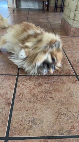 Pomeranian dog rests on tile floor in Cuautla
