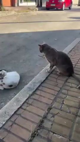 The video shows two cats on a street. One is grey and seated on the edge of a brick sidewalk, looking toward the street. The other is white and brown and curled into a ball on the asphalt. A red car and a white car pass by in the street. The white and brown cat then walks past the grey cat and into the street.