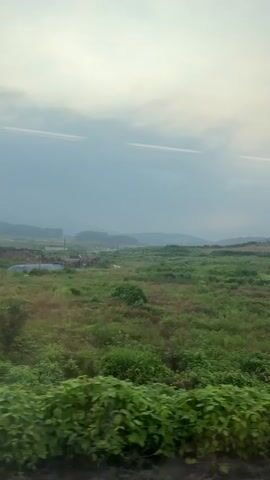 This is a vertical video taken from inside a moving vehicle. The view is through a window, showing a landscape of green fields and vegetation. The sky is cloudy and appears to be either dawn or dusk. There are some distant hills or mountains visible. The foreground is filled with lush green foliage, possibly from vines or bushes. The video pans slightly from left to right, showing the expanse of the rural scenery. There are no people or specific objects clearly identifiable in the distance other than some structures that appear to be houses or farm buildings. The overall impression is of a tranquil, natural environment observed during a journey.