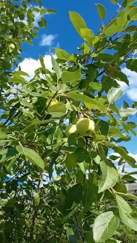 The video displays an upward-looking view of an apple tree with unripe green apples and lush green leaves. The sky above is blue with scattered white clouds. The camera movement is primarily upward and slightly to the right, creating a sense of looking up into the tree. There are no people visible in the video, and no specific actions or interactions are depicted other than the implied presence of the tree and its fruit. The environment appears to be an outdoor setting, likely a garden or orchard, with hints of other foliage and possibly a structure in the background, partially obscured by the tree.