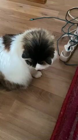 A fluffy cat with white, brown, and black fur is grooming itself on a wooden floor. The cat is facing downwards and appears to be licking its paw. In the background, there is a white power strip with several cords plugged into it, and a portion of a red rug is visible on the right side of the frame.