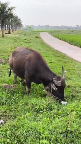 The video shows a dark brown water buffalo eating grass on a grassy field. The buffalo has a rope around its neck and is facing downwards, grazing on the green grass. A concrete path runs along the right side of the field, separating it from a rice paddy. Palm trees line the left side of the field. In the background, there are houses and a cloudy sky. The buffalo is surrounded by scattered trash.