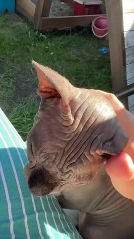 A close-up video shows a person petting a hairless cat's head outdoors on a sunny day. The cat's skin is wrinkled, and its large ears are visible. The person's hand gently strokes the cat's head and ears. The background shows green grass and some wooden structures. The person is wearing a striped green and white top.