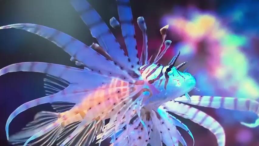 A close-up shot focuses on a lionfish swimming in an aquarium. The fish, with its distinctive striped pattern and feathery fins, is illuminated by vibrant blue and pink lights, creating a psychedelic effect. The background is blurred, featuring colorful coral or anemones. The fish appears to be stationary or moving very slowly.