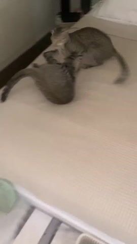 Two tabby cats are playing on a bed. One cat is on its back, batting at the other cat, which is standing over it. The cats appear to be wrestling or playing a game of chase. The bed is covered with a textured white blanket. The background shows a white pillow and a headboard. The lighting is dim, suggesting it might be nighttime or indoors with low light.