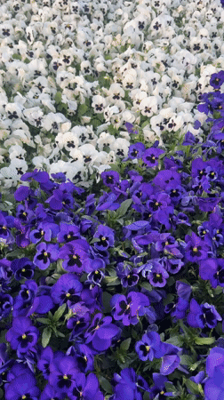 Spring flowers and fountain captured in Plovdiv park