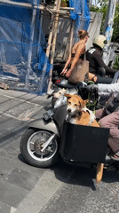 Scooter riders including dog transport observed in North Kuta