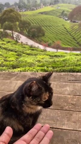 The video shows a tortoiseshell cat sitting on a wooden surface. The cat is looking to the right with its eyes closed. In the background, there are rolling hills covered in green tea plantations. A road winds through the plantations, and there are some trees scattered across the landscape. A hand is visible in the bottom left corner of the frame, extending towards the cat. The sky is overcast.