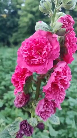 A close-up video captures a vibrant pink hollyhock flower in full bloom, its petals layered and intricate. The camera slowly zooms out, revealing more of the tall stalk adorned with multiple pink blossoms and green buds. The background consists of lush green foliage and trees, with hints of sunlight filtering through. The scene is set outdoors, possibly in a garden, showcasing the natural beauty of the flowers.