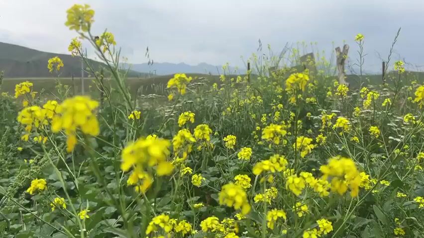 The video shows a field of yellow flowers in bloom, likely rapeseed or mustard, under an overcast sky. The flowers are abundant and cover the foreground of the scene, with some white wildflowers scattered amongst them. In the background, rolling hills with a sparse covering of vegetation are visible, leading up to a mountain range in the distance. A rustic wooden fence runs along the right side of the frame, with barbed wire stretched between posts. The overall impression is one of a rural, natural landscape. There are no people or animals visible in the frame. The camera appears to be stationary or moving very slowly, with a shallow depth of field that keeps the foreground flowers in sharp focus. The lighting is diffused, characteristic of a cloudy day.
