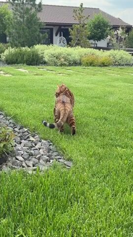 A brown tabby cat walks across a lush green lawn. The cat is viewed from behind and to the side as it walks away from the camera. It has distinctive dark brown stripes on its back and tail. The background shows a modern house with a white exterior and a brown roof, surrounded by manicured landscaping including trees and bushes. There is a decorative border of grey stones along the edge of the lawn in the foreground. The sky is overcast.