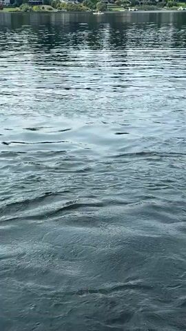A person jumps into the water, creating a large splash. The background shows a shoreline with houses and trees. The water is dark and choppy.