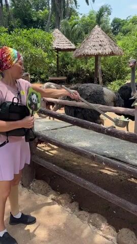 A woman with a colorful headscarf and a pink skirt stands to the left of a wooden fence, holding a black bag and a stick with a green object at the end. She is using the stick to feed several ostriches on the other side of the fence. One ostrich has its head extended and is eating from the stick. The environment appears to be an outdoor enclosure with trees and thatched-roof structures in the background. The ground is covered in dirt and gravel.
