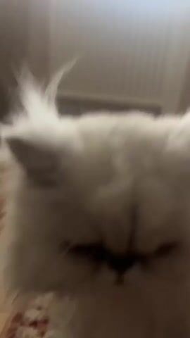 A very close-up shot of a white cat's face. The cat has very fluffy fur and dark markings around its eyes, nose, and mouth. The cat's eyes are mostly closed, giving it a sleepy or stern expression. The background is blurred but appears to be an indoor setting with a wooden floor and a patterned rug. The lighting is somewhat dim.