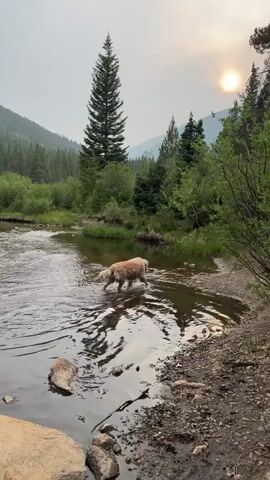 The video captures a serene natural scene, likely in Saint Elmo, United States, during what appears to be late afternoon or early evening. The setting is a picturesque riverside with a gently flowing body of water in the foreground. On the right bank, a tan-colored dog is partially submerged in the shallow water, appearing to explore or cool off. The dog is the primary subject of activity.

Behind the river, a lush green landscape unfolds. Dense forests of pine and deciduous trees cover rolling hills that recede into the distance, culminating in hazy mountain peaks. A very tall, slender pine tree stands prominently in the middle ground, drawing the eye. The overall atmosphere is tranquil and slightly subdued, possibly due to atmospheric conditions.

The sky is overcast with a soft, diffused light. The sun is visible in the upper right quadrant, appearing as a hazy, pale orb peeking through the cloud cover, casting a warm glow on the scene. This suggests a time of day when the sun is low on the horizon, and the haze may indicate the presence of smoke from a distant wildfire, a common occurrence in mountainous regions.

The foreground is characterized by a rocky, muddy shoreline with exposed roots and stones. The water is clear, with ripples reflecting the surrounding greenery and the muted sky. A few large rocks are visible in the water near the left edge of the frame. There is no visible text in the video. The emotion evoked by the scene is one of peace, nature's beauty, and a quiet moment shared between a dog and its environment.