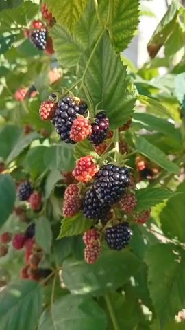 This is a close-up, vertical shot of a blackberry bush with ripe and unripe berries. The berries are on branches with green leaves. Some berries are dark purple and black, indicating ripeness, while others are red and pink, showing they are still developing. The background is blurred, but it appears to be an outdoor setting with natural light. The camera is focused on the berries and the foliage.