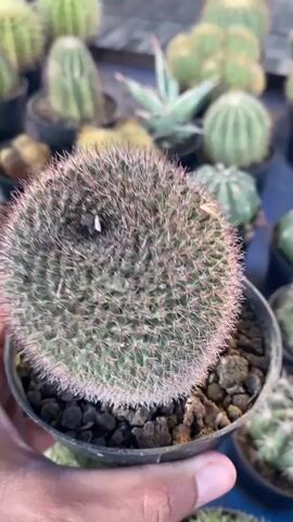 A close-up, slightly shaky video shows a potted cactus with dense, short spines. The cactus is round and green with pinkish tips on its spines. The pot is black and filled with dark, coarse soil and small dark rocks. In the background, out of focus, are more potted cacti of various shapes and sizes. The camera slowly pans around the main cactus. The lighting appears to be natural, coming from above.