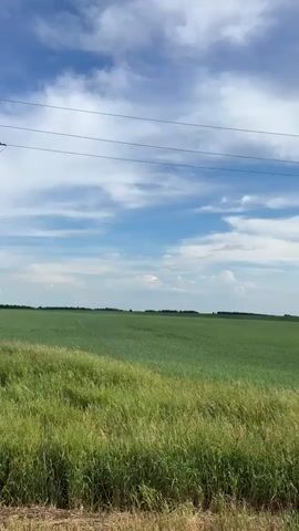 A video shows a wooden utility pole with wires running across the top. It is set against a backdrop of a bright blue sky with scattered white clouds. In the foreground, tall green grass sways gently. Beyond the grass, a vast, flat field of green crops stretches to the horizon, where a line of trees is visible. The scene appears to be an outdoor rural landscape on a sunny day. The camera pans slowly to the right, revealing more of the field and the sky.