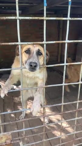 A person is seen approaching a metal cage holding two dogs. The person offers their finger, and both dogs tentatively lick it through the cage bars. The person then pets the dog in the foreground through the cage. The cage is rusty and sits on a wooden floor within a brick structure that appears to be an outdoor kennel or shelter.