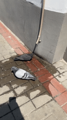 Pigeons rest on wet sidewalk in Brest, Belarus