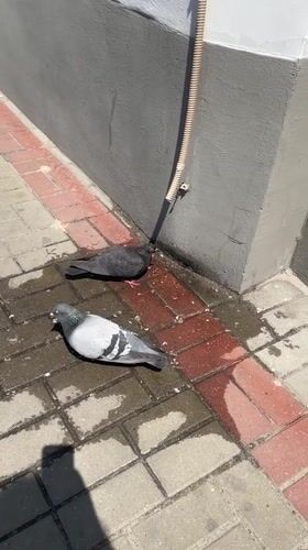 Pigeons rest on wet sidewalk in Brest, Belarus