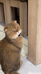 Scottish Fold cat observed indoors in Yerevan residence