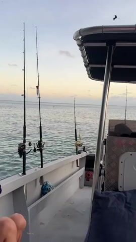 The video shows fishing rods on a boat. The water is visible in the background, and the sky is a pale yellow and blue. A bird is flying in the sky. The camera is positioned from the perspective of someone sitting on the boat.