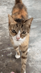 Two cats snack from a pink packet on a concrete floor