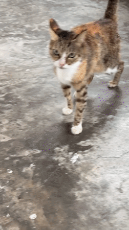 Two cats snack from a pink packet on a concrete floor