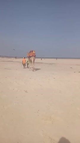 The video shows a camel walking along a sandy beach. The camel is decorated with a colorful blanket on its back. Two people are walking behind the camel, one wearing an orange shirt and the other wearing a green shirt. In the background, other people can be seen walking along the beach. The sky is blue and clear.