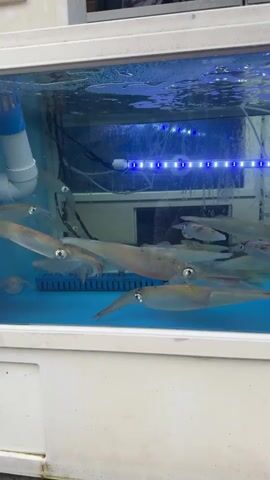 The video shows a tank of live squid. The squid are mostly a light tan color, with some showing pinkish hues. They are swimming around in the tank, which is illuminated by blue LED lights along the top. There are several squid visible, with some in the foreground and others in the background. The water in the tank is clear and blue. There appears to be some sort of filter or aeration system in the back left corner of the tank. The tank itself is white and rectangular, with a clear glass front.