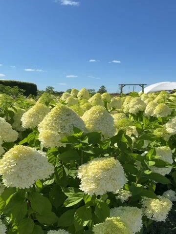 The video is a close-up, low-angle shot of a field of white hydrangeas under a bright blue sky with scattered clouds. The camera is focused on the flowers, which are dense and abundant, with lush green leaves. In the background, a line of trees is visible, as well as a glimpse of a wooden structure, possibly a swing set, and a white tent-like structure. The sun is shining brightly, creating a summery atmosphere. The audio consists of indistinct chatter and sounds of nature.