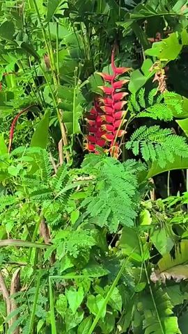 The video shows a close-up view of a tropical plant with a long, hanging red and yellow flower. The flower is surrounded by lush green foliage, including large leaves and feathery ferns. The lighting suggests it is daytime, and the environment appears to be a garden or jungle setting. There are no people or animals visible in the video.