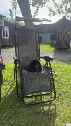 A black Pomeranian dog rests on a dark grey zero gravity lounge chair outdoors on a green lawn. The dog is panting with its tongue out. Behind the chair is a yard with a shed, a small building with a window, and a grassy area. A tree partially obscures the top of the chair. The dog is the central focus of the shot.
