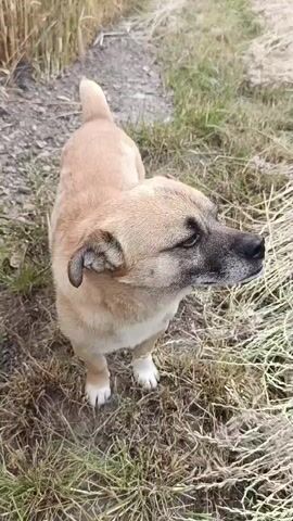 A tan-colored dog with dark markings on its face stands on a dirt path next to a field of tall, dry grass and stalks of wheat. The dog looks down, and its eyes are partially closed. The camera pans slightly to show more of the field and then moves to a wider shot of the vast wheat field. A power pole is visible in the distance. The dog is in the foreground of the first shot and then moves out of frame as the camera focuses on the field.