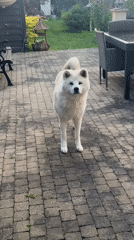 Akita dog plays in Wattrelos backyard patio