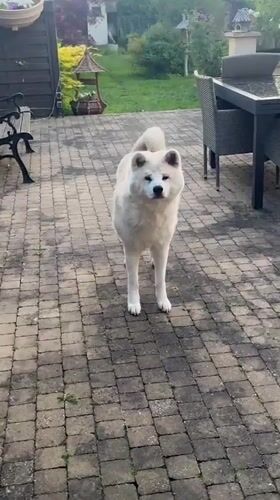 Akita dog plays in Wattrelos backyard patio