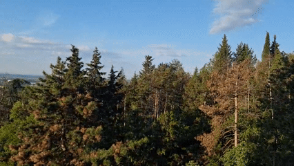 Aerial view captures mixed forest canopy under cloudy skies