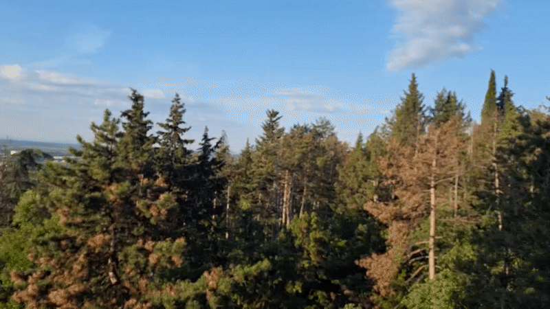 Aerial view captures mixed forest canopy under cloudy skies