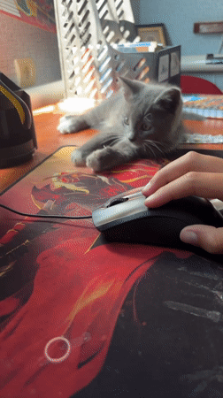 Kitten, garden blooms, and quiet morning moments in Zmiiv